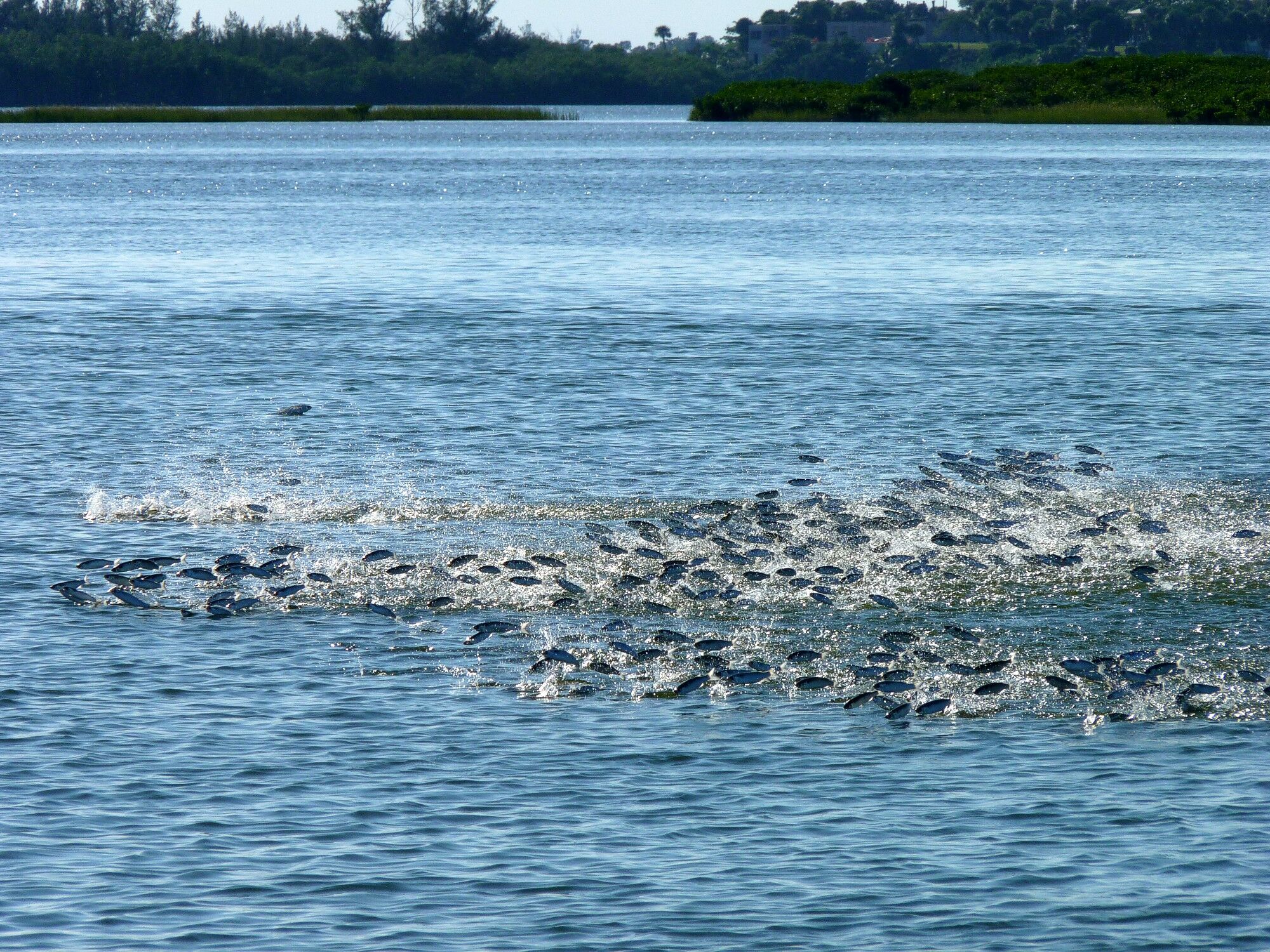 Click to See Next Image